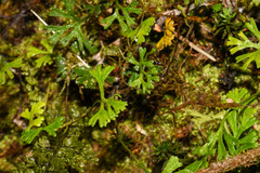Elaphoglossum tripartitum