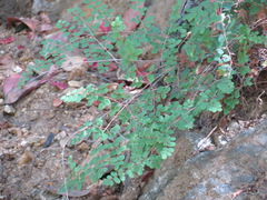 Pellaea andromedifolia