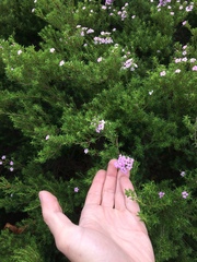 Coleonema pulchellum