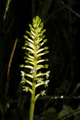 Cranichis ciliata