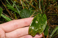 Cranichis ciliata