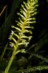 Cranichis ciliata