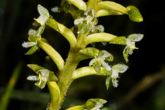 Cranichis ciliata