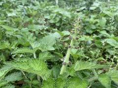 Salvia miltiorrhiza