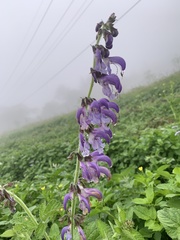 Salvia miltiorrhiza