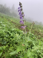 Salvia miltiorrhiza