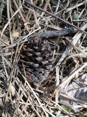 Pinus