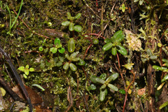 Peperomia swartziana
