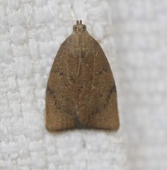 Tortricopsis semijunctella