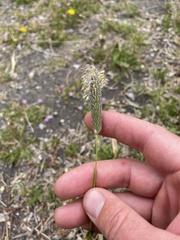 Alopecurus arundinaceus