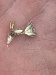 Alopecurus arundinaceus