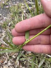 Alopecurus arundinaceus