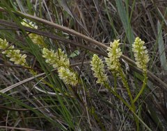 Polygala carteri
