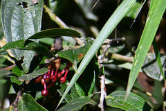 Macleania rupestris