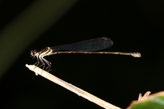 Nososticta koolpinyah