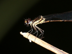 Nososticta koolpinyah