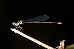 Nososticta koolpinyah