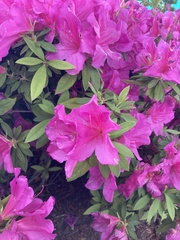 Rhododendron