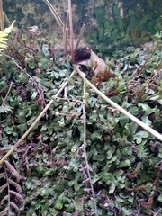 Marchantia polymorpha