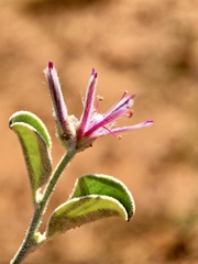 Ptilotus sessilifolius
