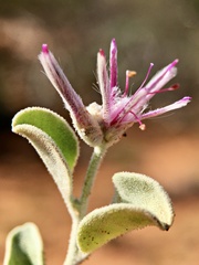 Ptilotus sessilifolius