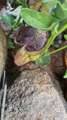 Aristolochia bottae