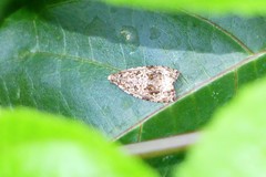 Sycacantha