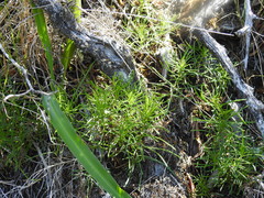 Erigeron reductus angustatus