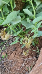 Aristolochia bottae