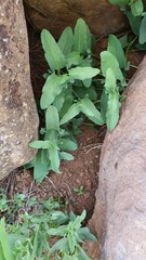 Aristolochia bottae