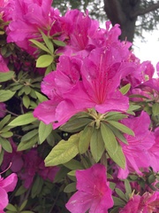 Rhododendron