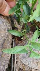 Aristolochia bottae