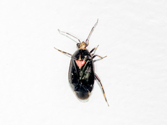 Deraeocoris sayi