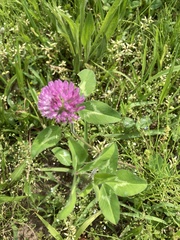 Trifolium pratense
