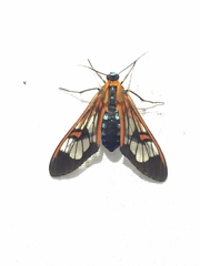 Cosmosoma cingulatum