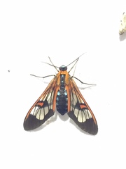 Cosmosoma cingulatum