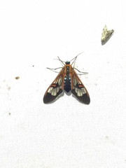 Cosmosoma cingulatum