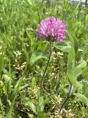 Trifolium pratense