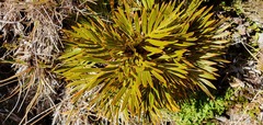 Aciphylla similis