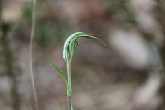 Pterostylis striata