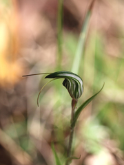 Pterostylis striata