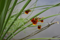 Ratibida columnifera