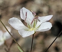 Hesperolinon disjunctum