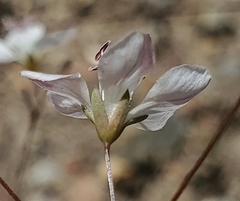 Hesperolinon disjunctum