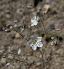 Hesperolinon disjunctum