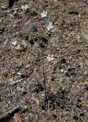 Hesperolinon disjunctum