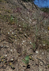 Hesperolinon disjunctum