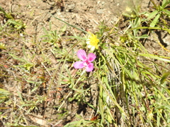 Clarkia gracilis sonomensis