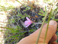 Clarkia gracilis sonomensis