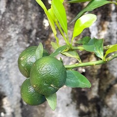 Citrus × microcarpa
